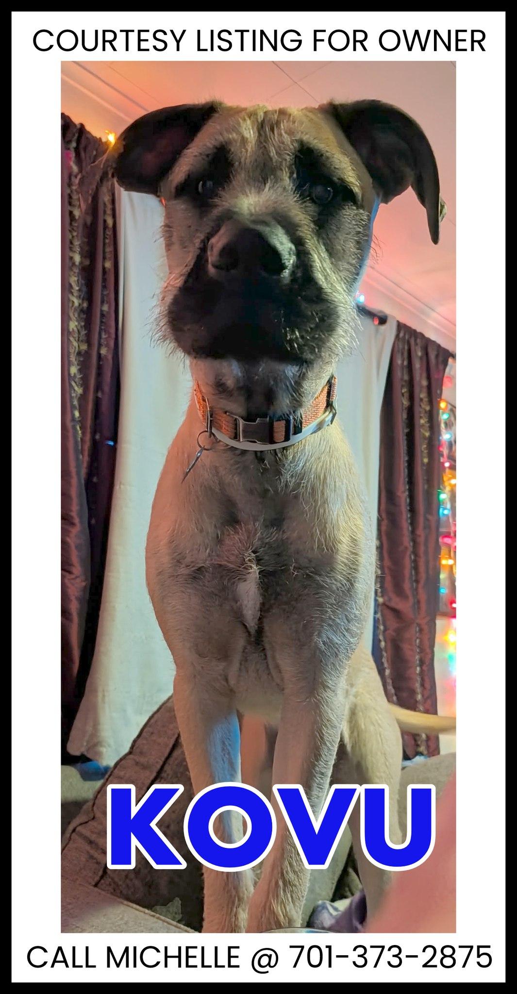 Kovu - COURTESY LISTING, adopted, Young Male Great Dane & Mastiff.