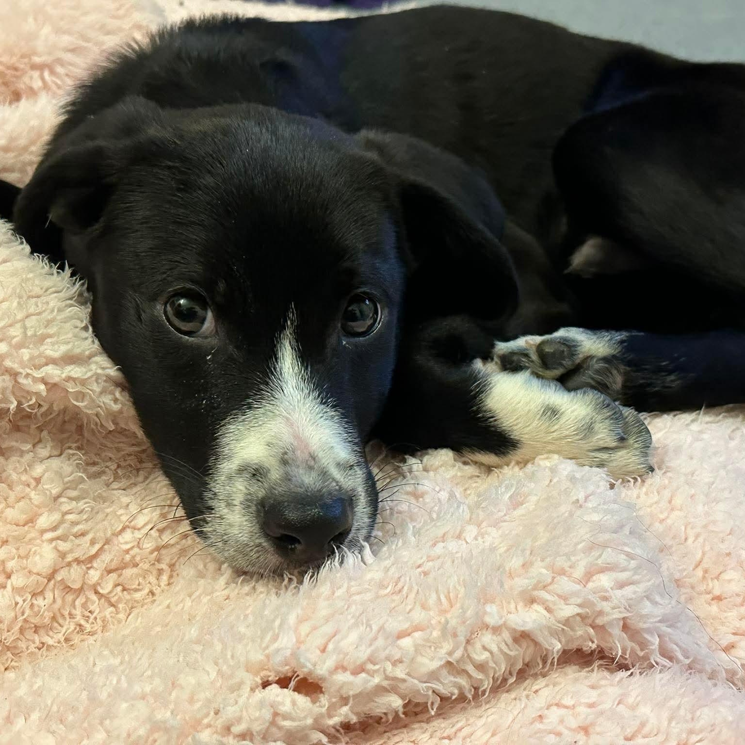 Enlarge Bolt, a ADOPTABLE mixed breed in Bethlehem, PA image 2/6