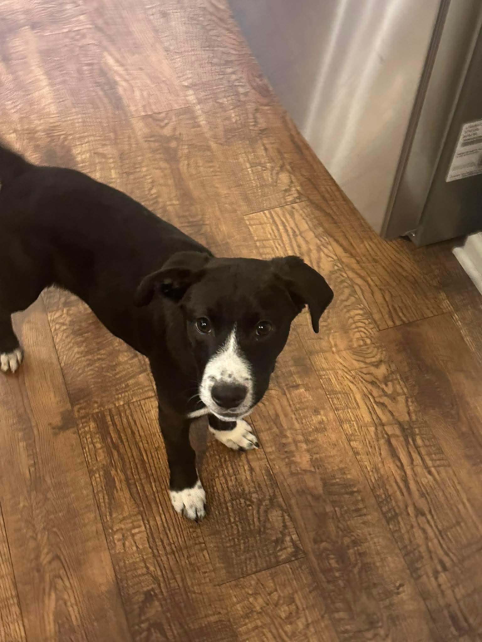 Enlarge Bolt, an adopted mixed breed in Bethlehem, PA image 5/6