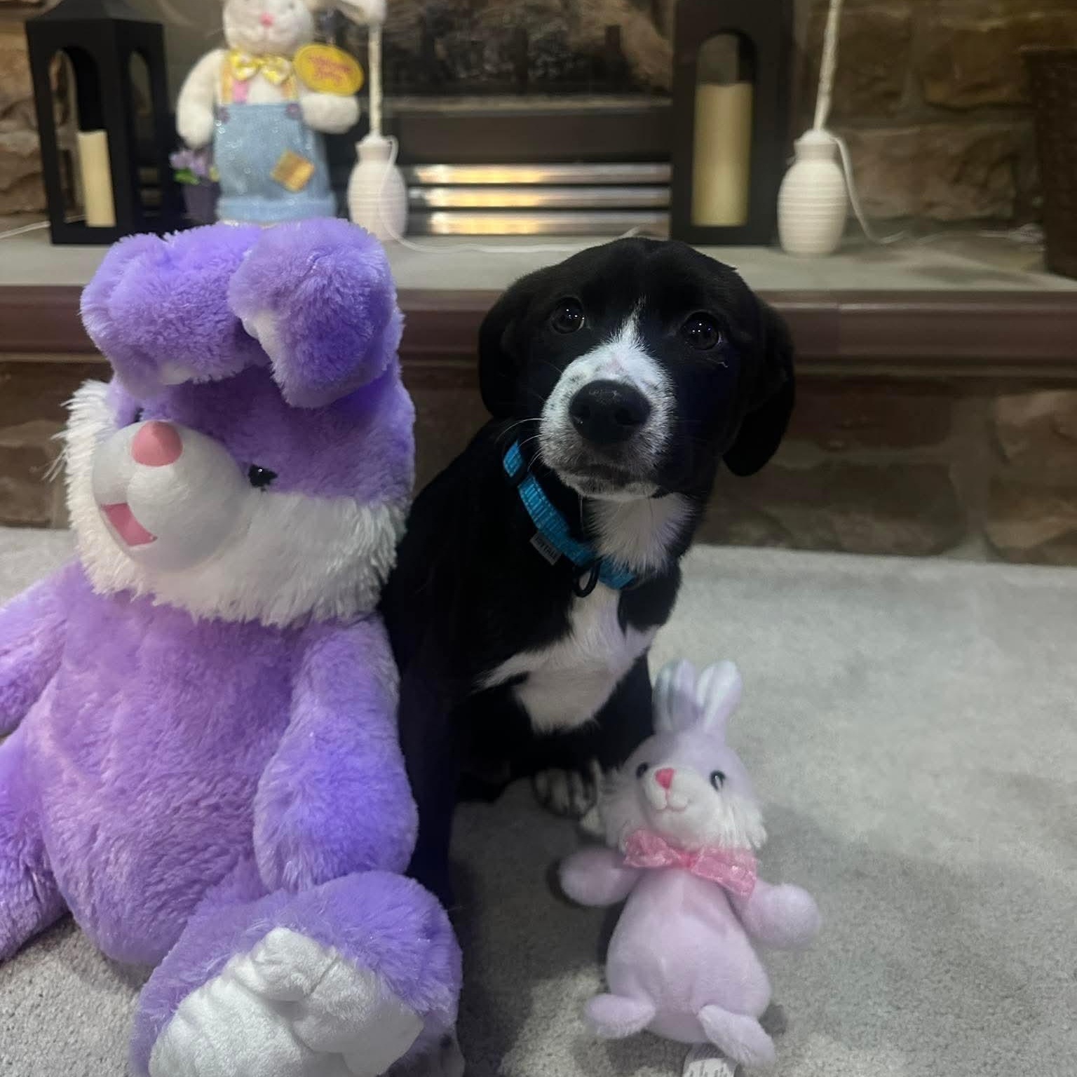 Enlarge Bolt, a ADOPTABLE mixed breed in Bethlehem, PA image 3/6