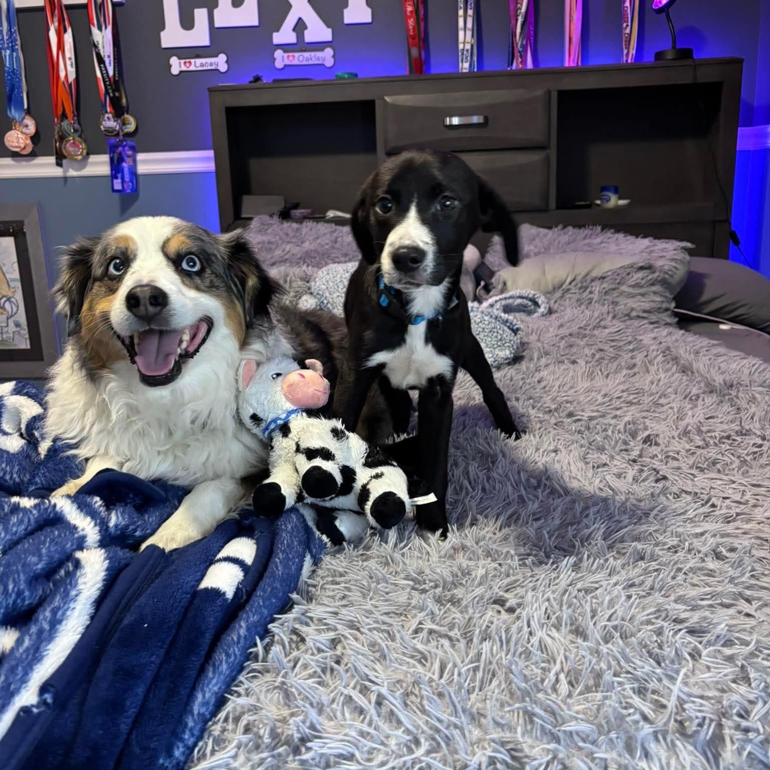 Enlarge Bolt, a ADOPTABLE mixed breed in Bethlehem, PA image 5/6