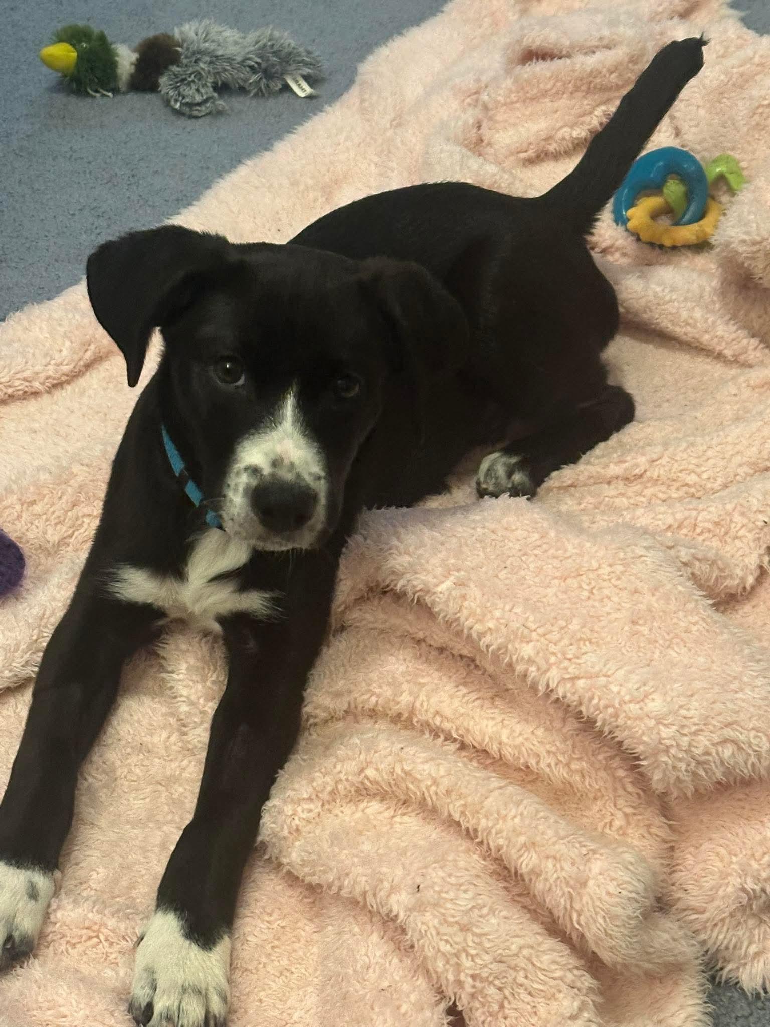 Enlarge Bolt, an adopted mixed breed in Bethlehem, PA image 6/6