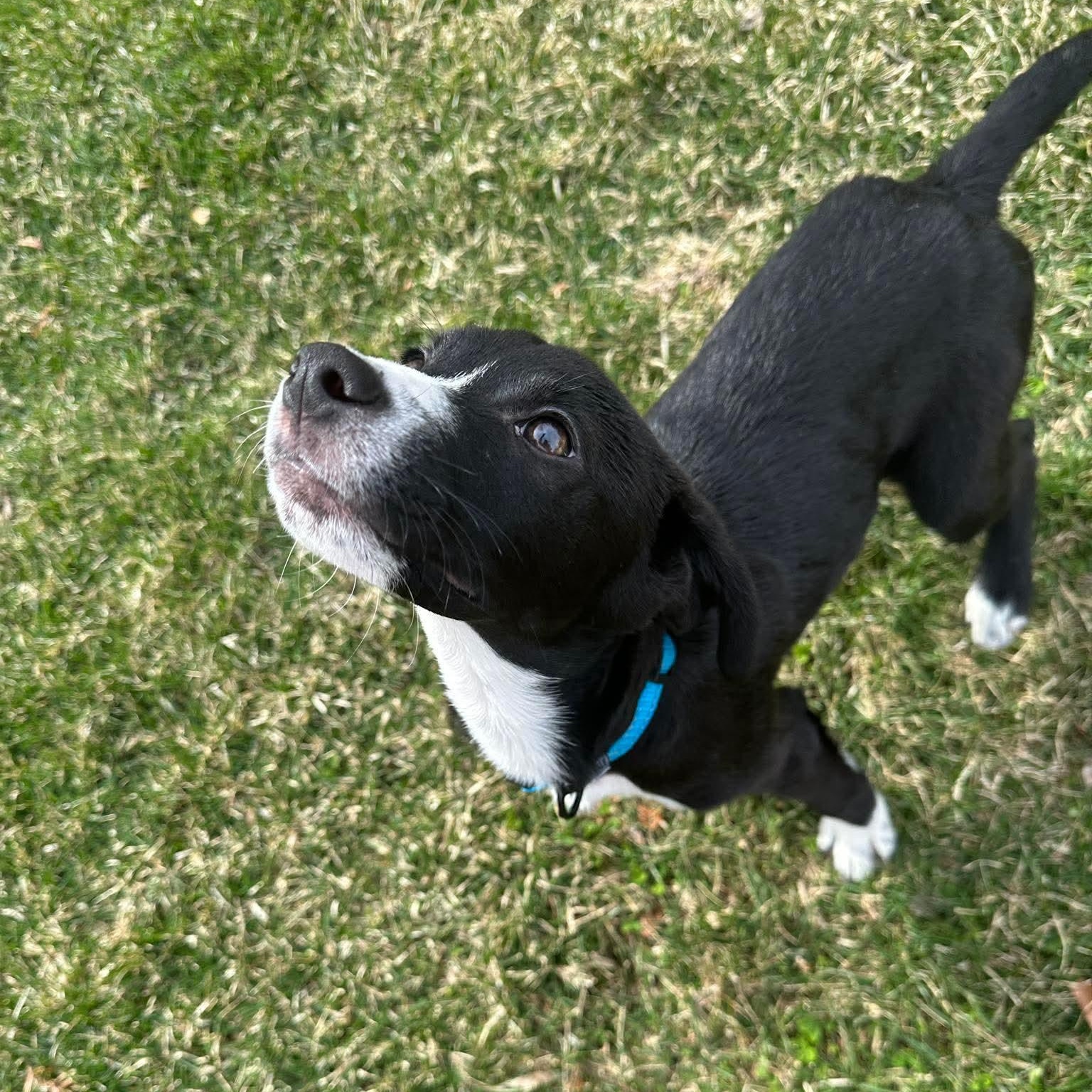 Enlarge Bolt, a ADOPTABLE mixed breed in Bethlehem, PA image 4/6