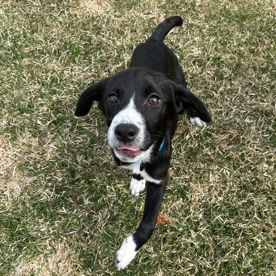 Enlarge Bolt, a ADOPTABLE mixed breed in Bethlehem, PA image 1/6