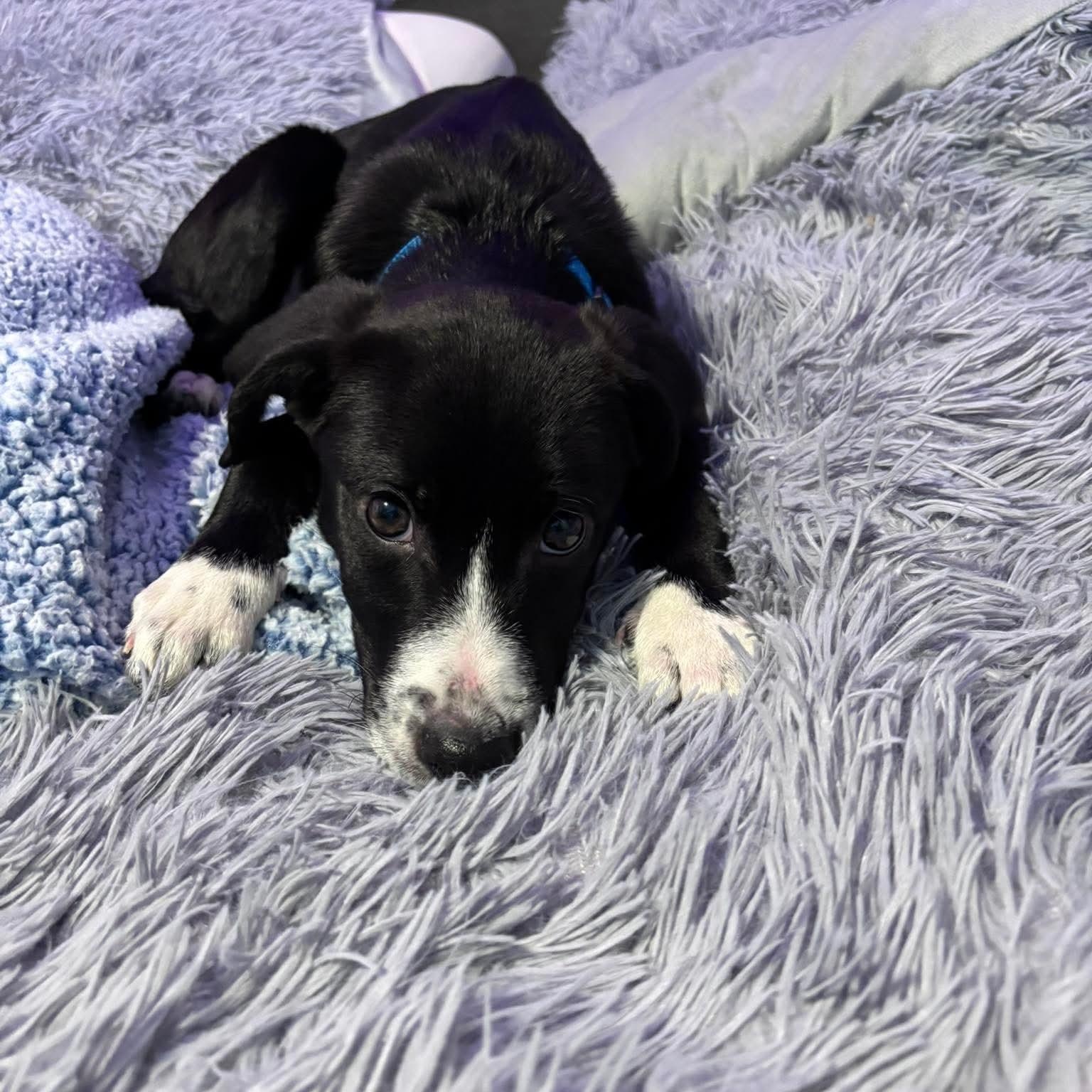 Enlarge Bolt, a ADOPTABLE mixed breed in Bethlehem, PA image 6/6