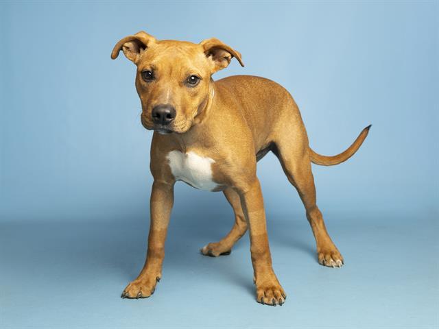Enlarge RADAR, a Adoptable Pit Bull Terrier in Phoenix, AZ image 1/1