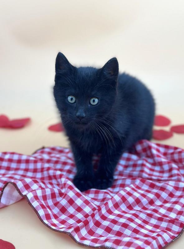 Batty Koda , adopted, Young Male Domestic Medium Hair.