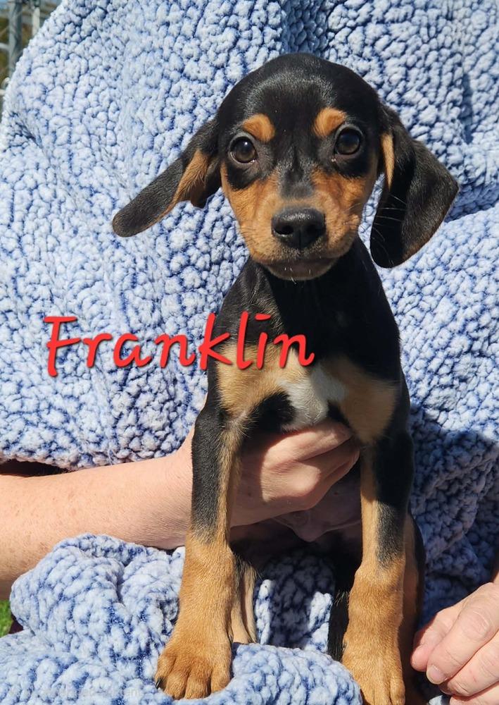 Franklin, Adoptable, Puppy Male Chihuahua & Beagle.