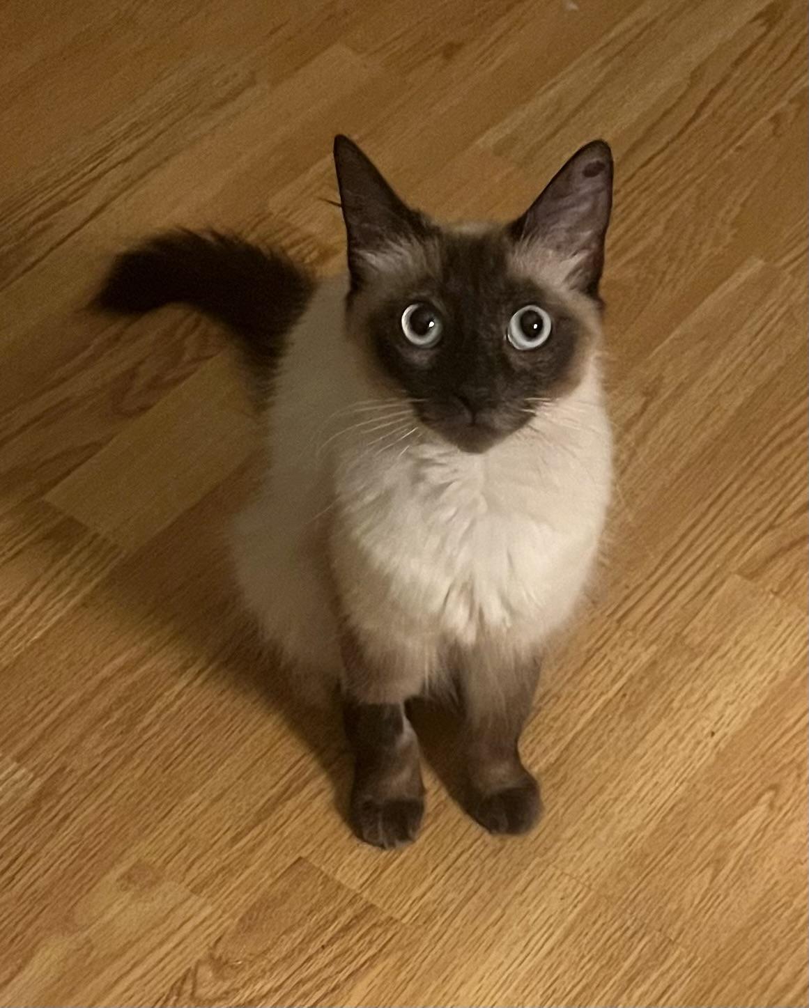 Enlarge Violet, an adopted Siamese in Tustin, CA image 5/6