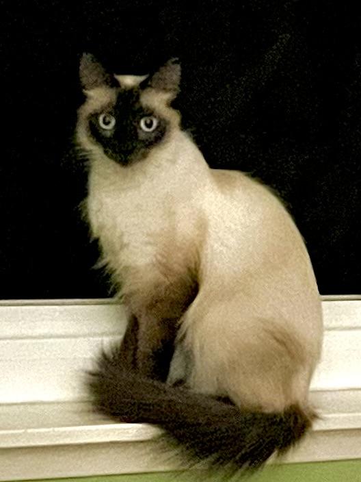 Enlarge Violet, an adopted Siamese in Tustin, CA image 3/6