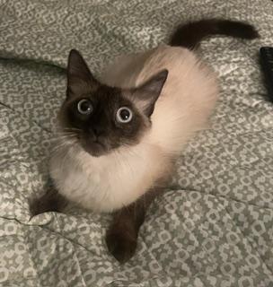Enlarge Violet, an adopted Siamese in Tustin, CA image 2/6