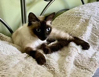 Violet, adopted, Young Female Siamese.