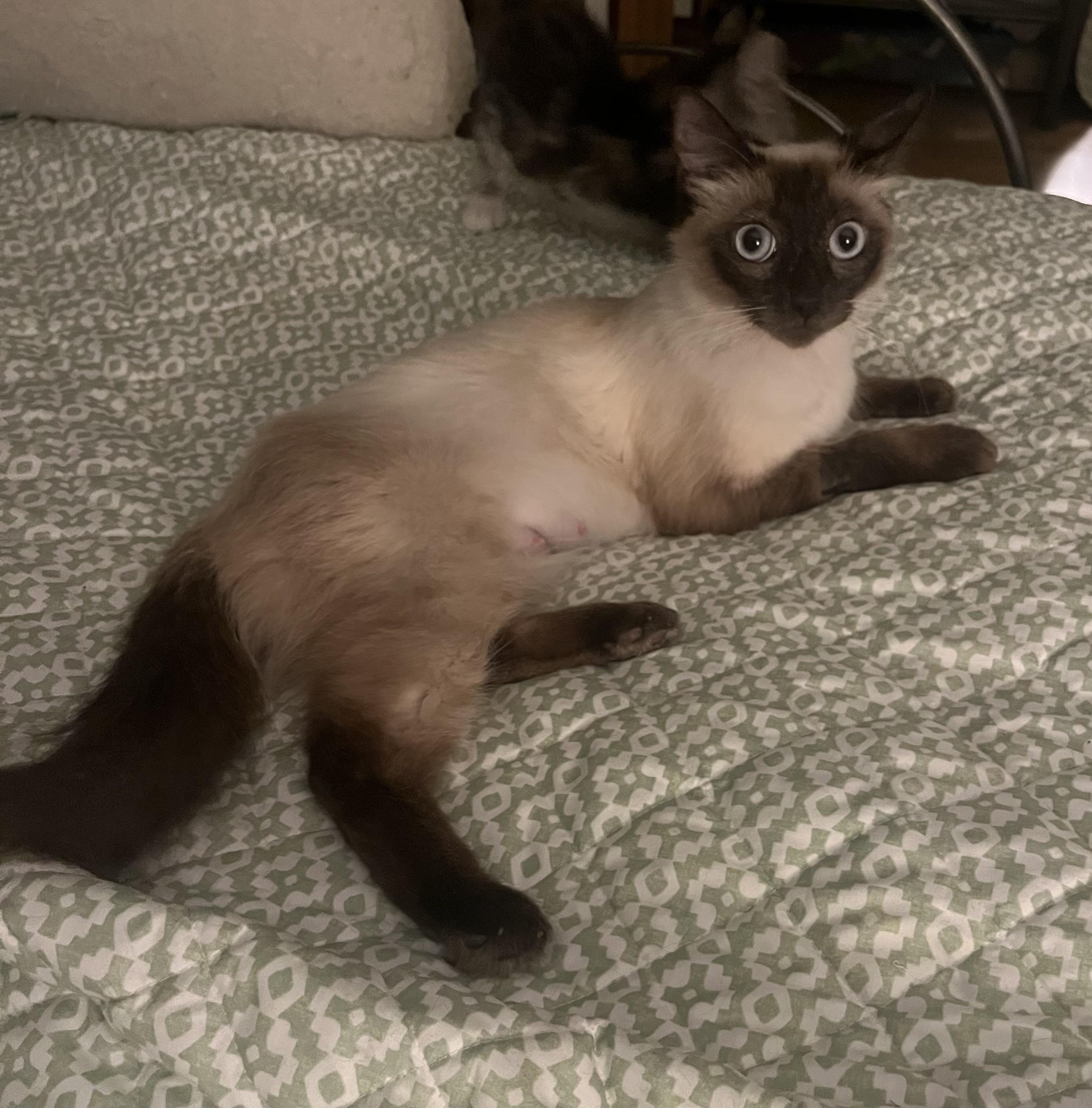 Enlarge Violet, an adopted Siamese in Tustin, CA image 4/6