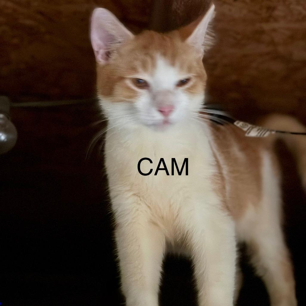 Enlarge Cam, a Adoptable Domestic Short Hair in Alexandria, VA image 1/1