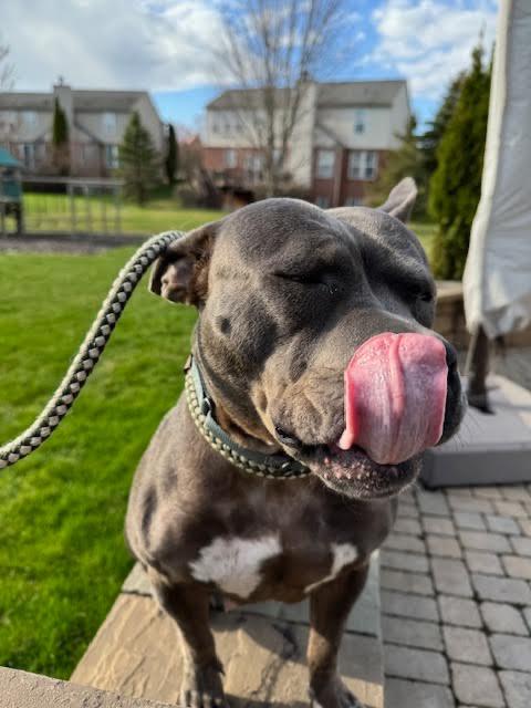 Enlarge Giddy, a Adoptable mixed breed in Detroit, MI image 1/6