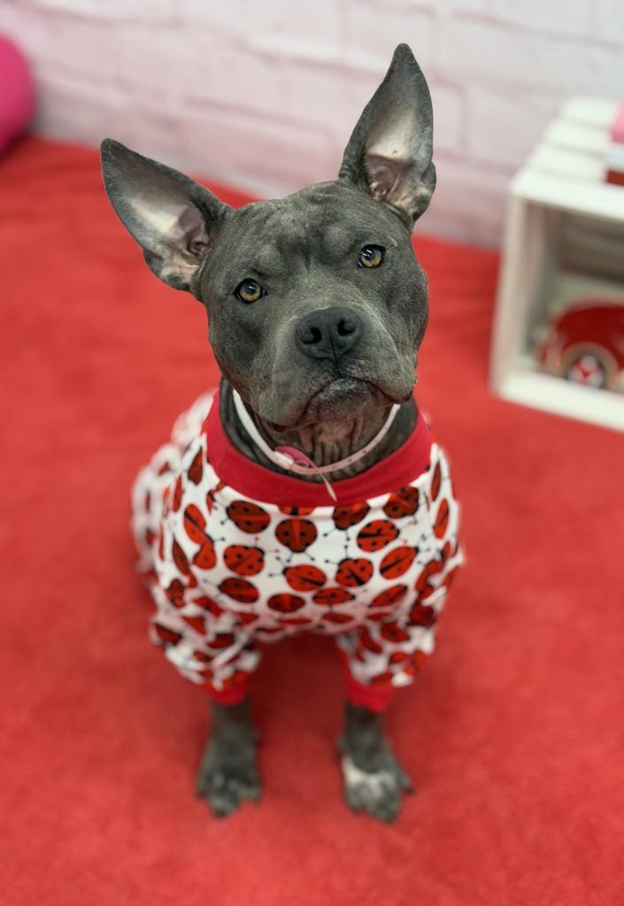 Enlarge Giddy, a Adoptable mixed breed in Detroit, MI image 1/6