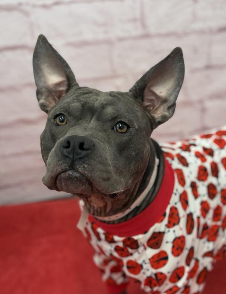 Enlarge Giddy, a Adoptable mixed breed in Detroit, MI image 3/6