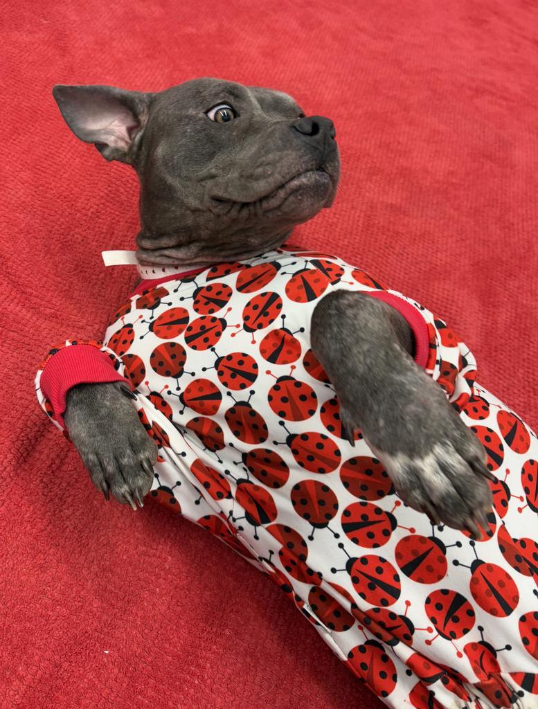 Enlarge Giddy, a Adoptable mixed breed in Detroit, MI image 4/6