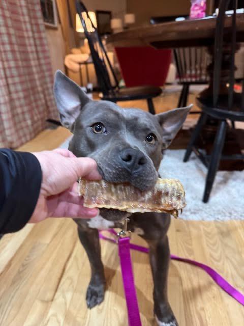 Enlarge Giddy, a Adoptable mixed breed in Detroit, MI image 2/6