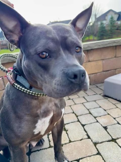 Enlarge Giddy, a Adoptable mixed breed in Detroit, MI image 3/6