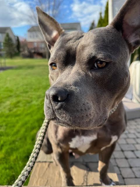 Enlarge Giddy, a Adoptable mixed breed in Detroit, MI image 4/6