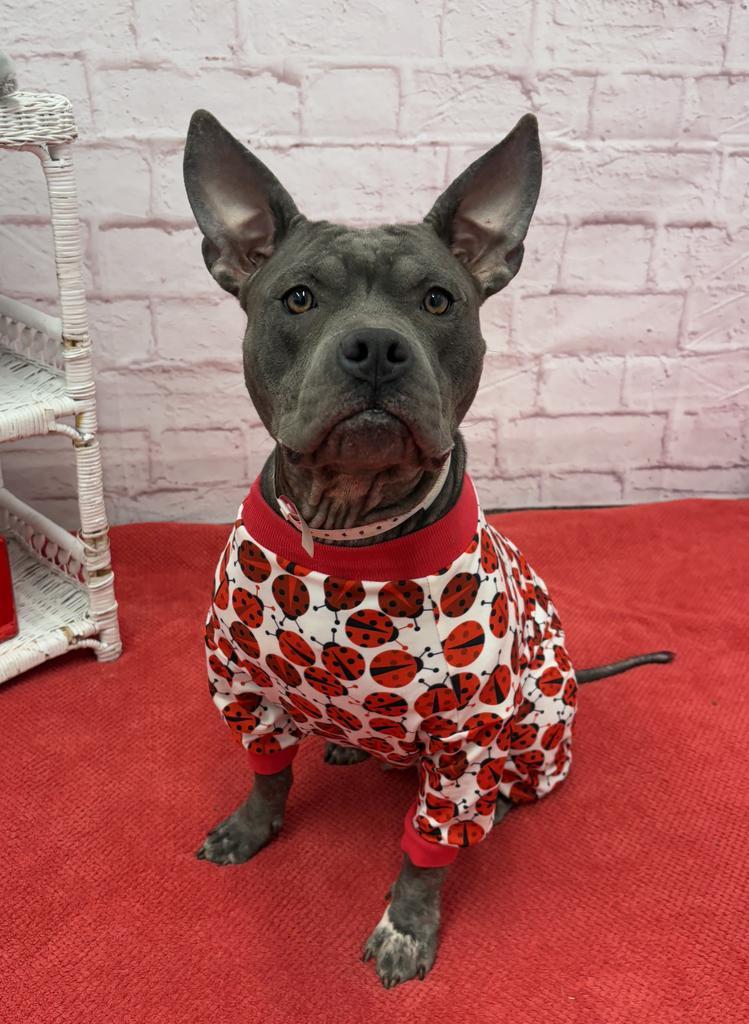 Enlarge Giddy, a Adoptable mixed breed in Detroit, MI image 5/6