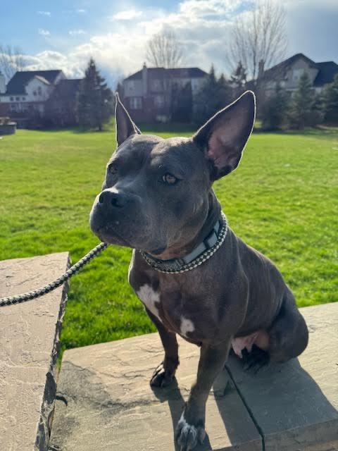 Enlarge Giddy, a Adoptable mixed breed in Detroit, MI image 5/6