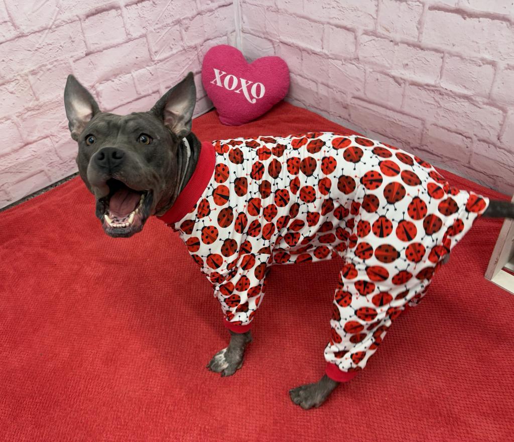 Enlarge Giddy, a Adoptable mixed breed in Detroit, MI image 6/6