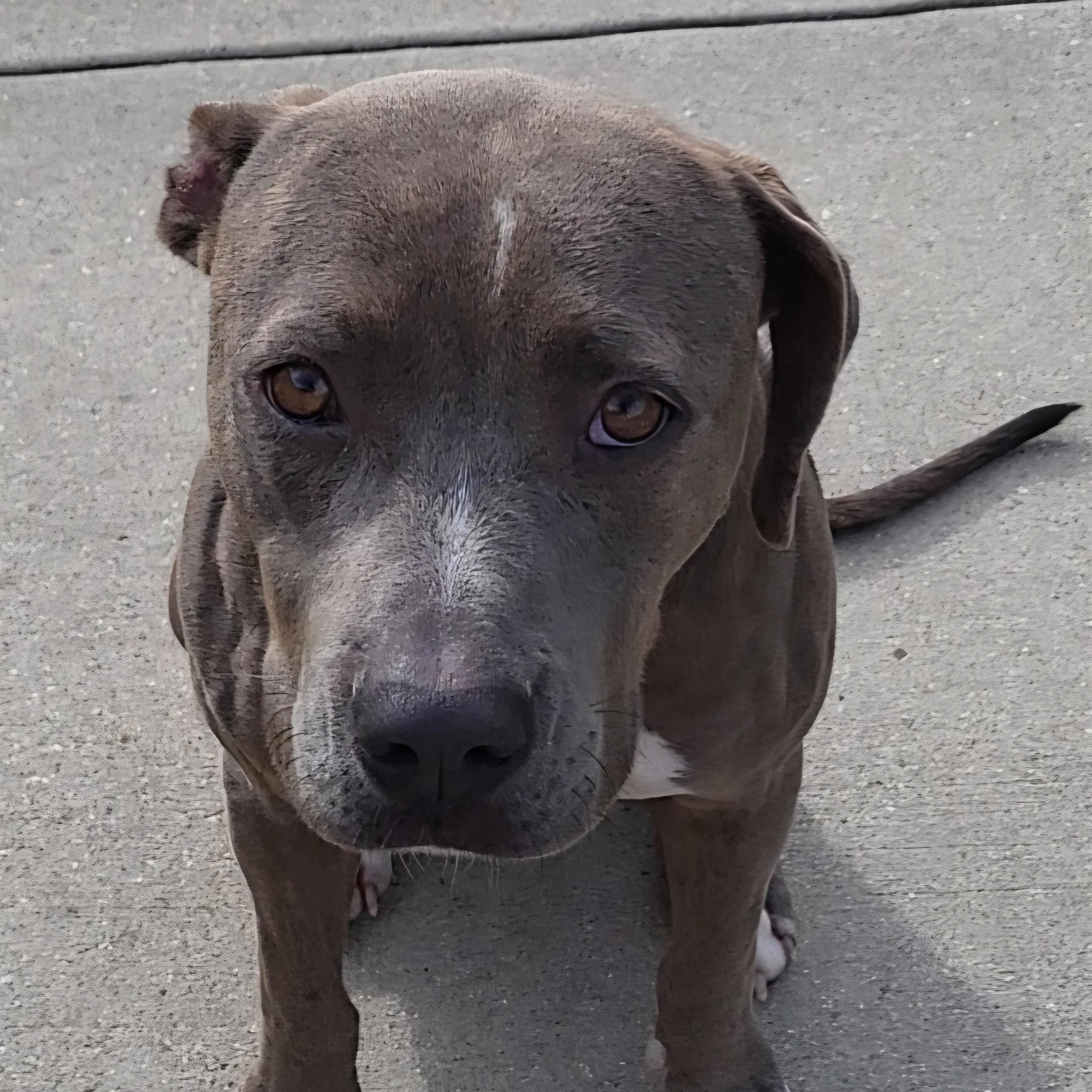 ButterNut, Adoptable, Adult Female Pit Bull Terrier.
