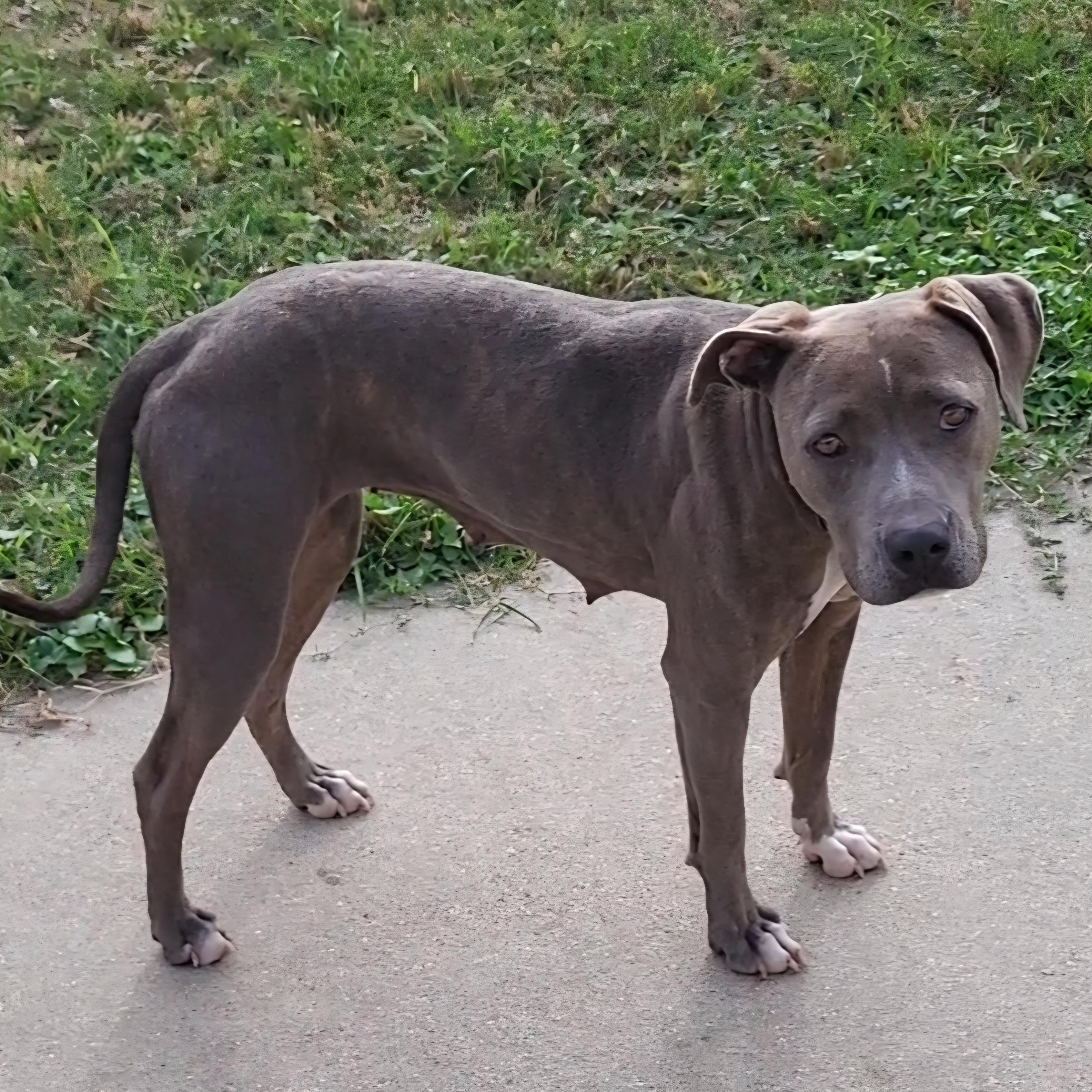 Enlarge ButterNut, a Adoptable mixed breed in Rockdale, TX image 2/2