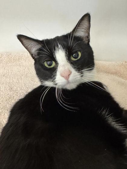 Dior, Adoptable, Adult Female Domestic Short Hair & Domestic Short Hair.