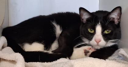 Enlarge Dior, a Adoptable mixed breed in Fairfax, VA image 2/3