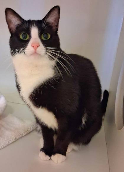 Enlarge Dior, a Adoptable mixed breed in Fairfax, VA image 3/3