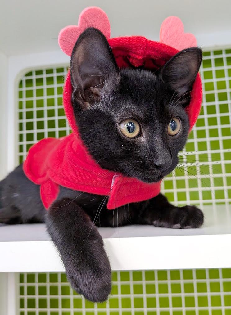 Enlarge Miss V., an adopted mixed breed in Lake Monroe, FL image 1/2