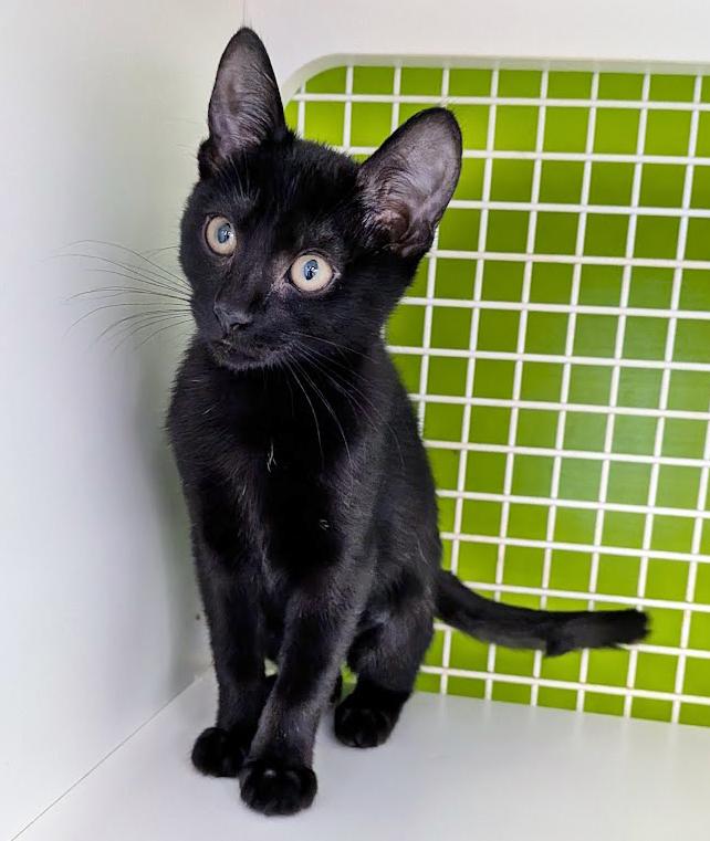 Enlarge Miss V., an adopted mixed breed in Lake Monroe, FL image 2/2