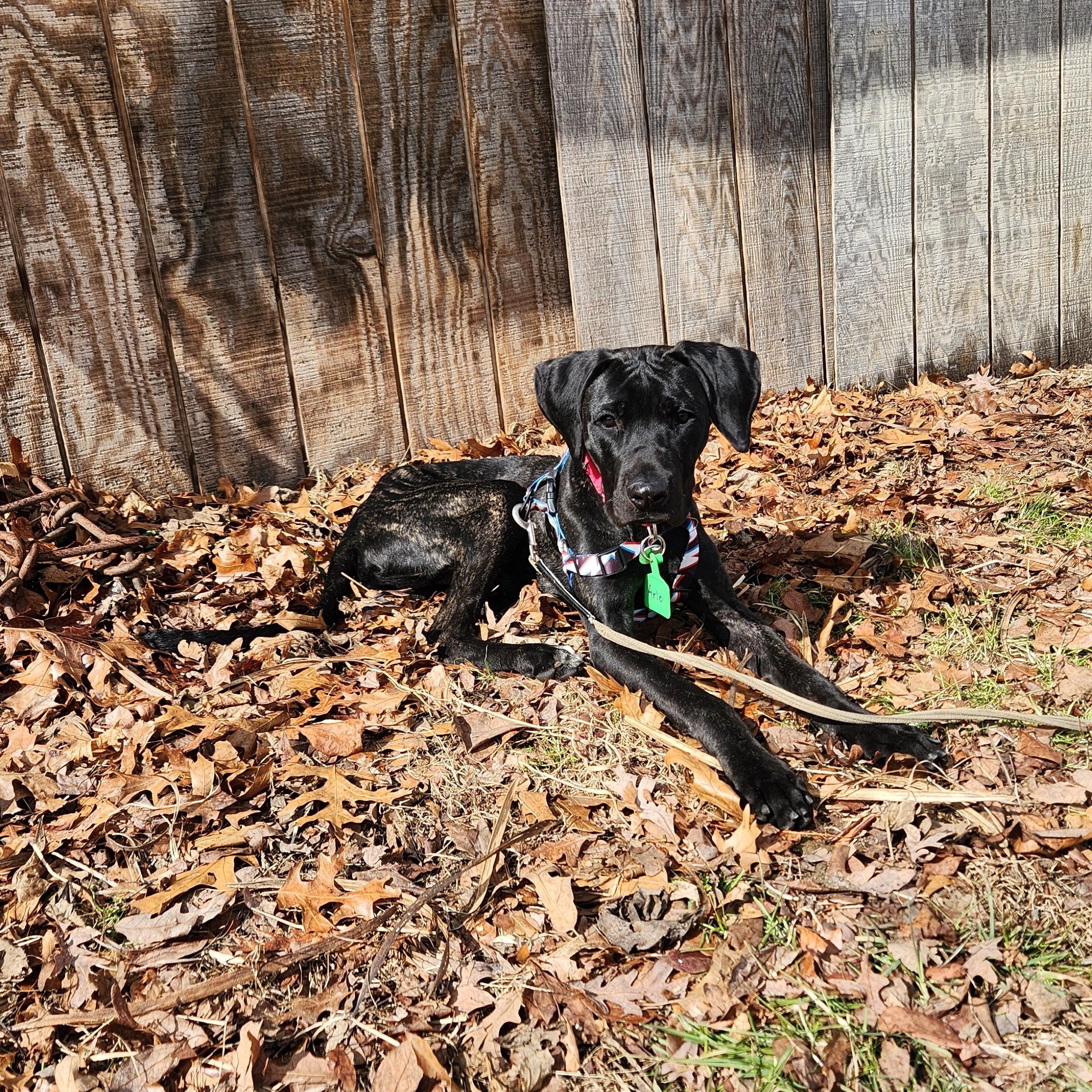Arlo, a Adoptable mixed breed in Warrington, PA image 4/5