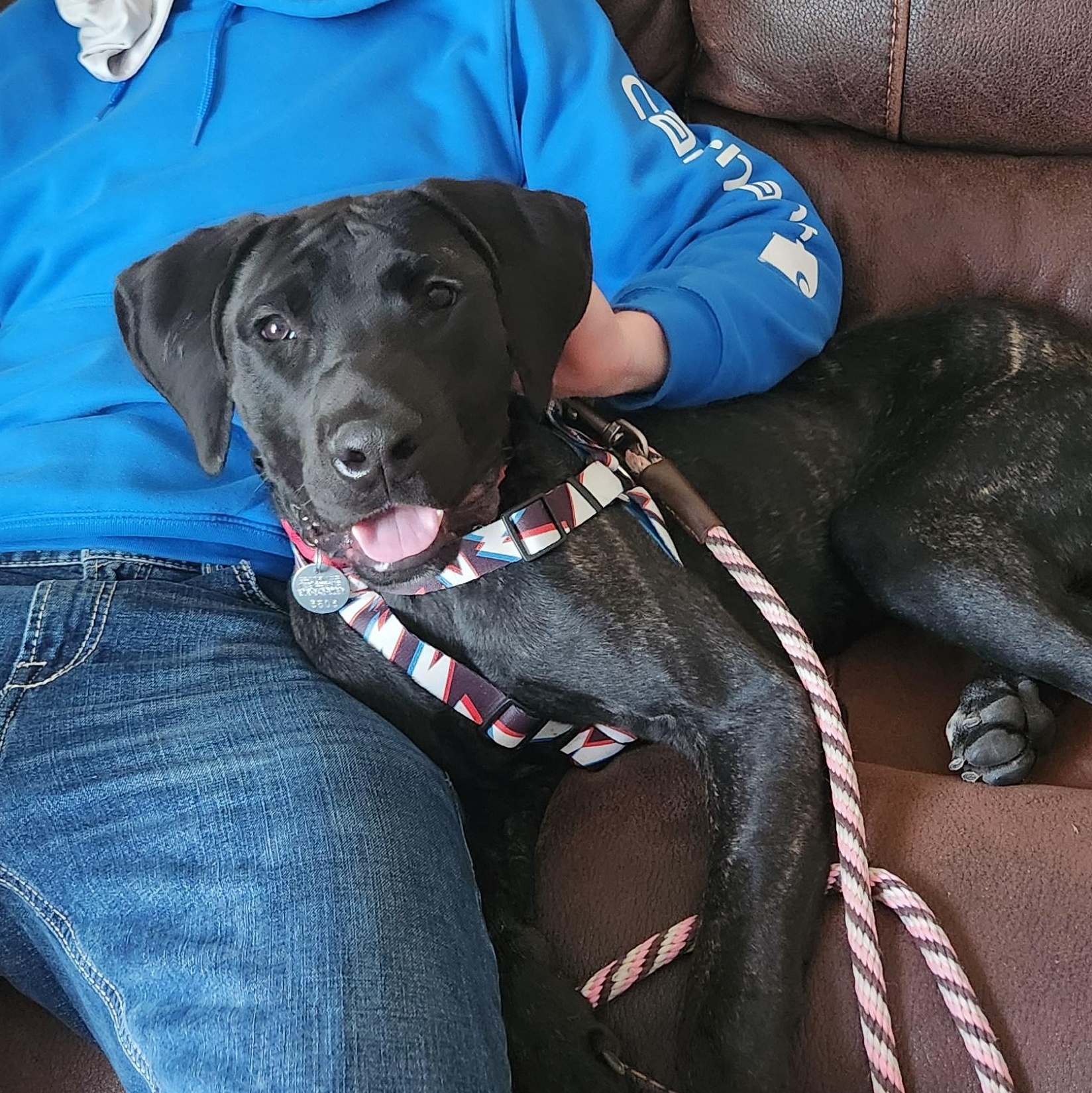 Arlo, a Adoptable mixed breed in Warrington, PA image 3/5