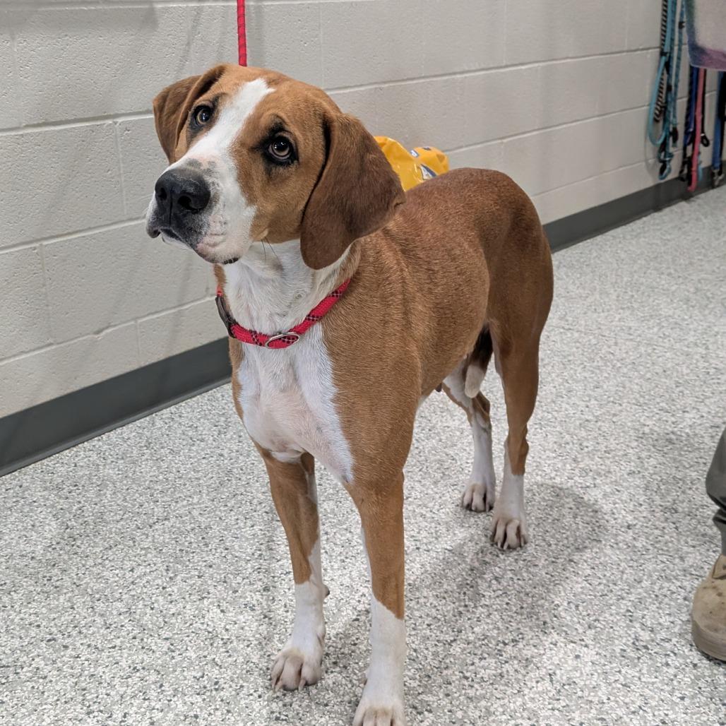 Lacie, Adoptable, Adult Female Foxhound.