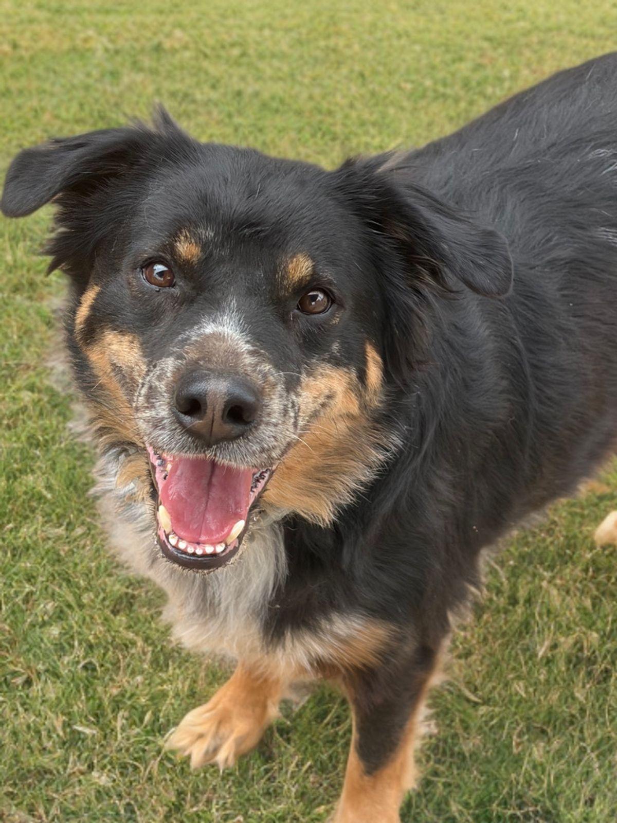 Enlarge Leo, a Adoptable mixed breed in Kingman, AZ image 1/3