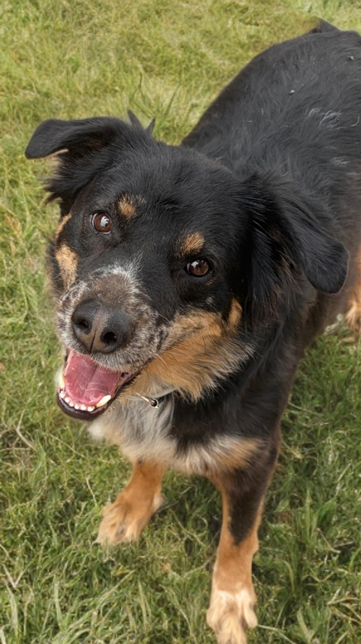 Enlarge Leo, a Adoptable mixed breed in Kingman, AZ image 2/3