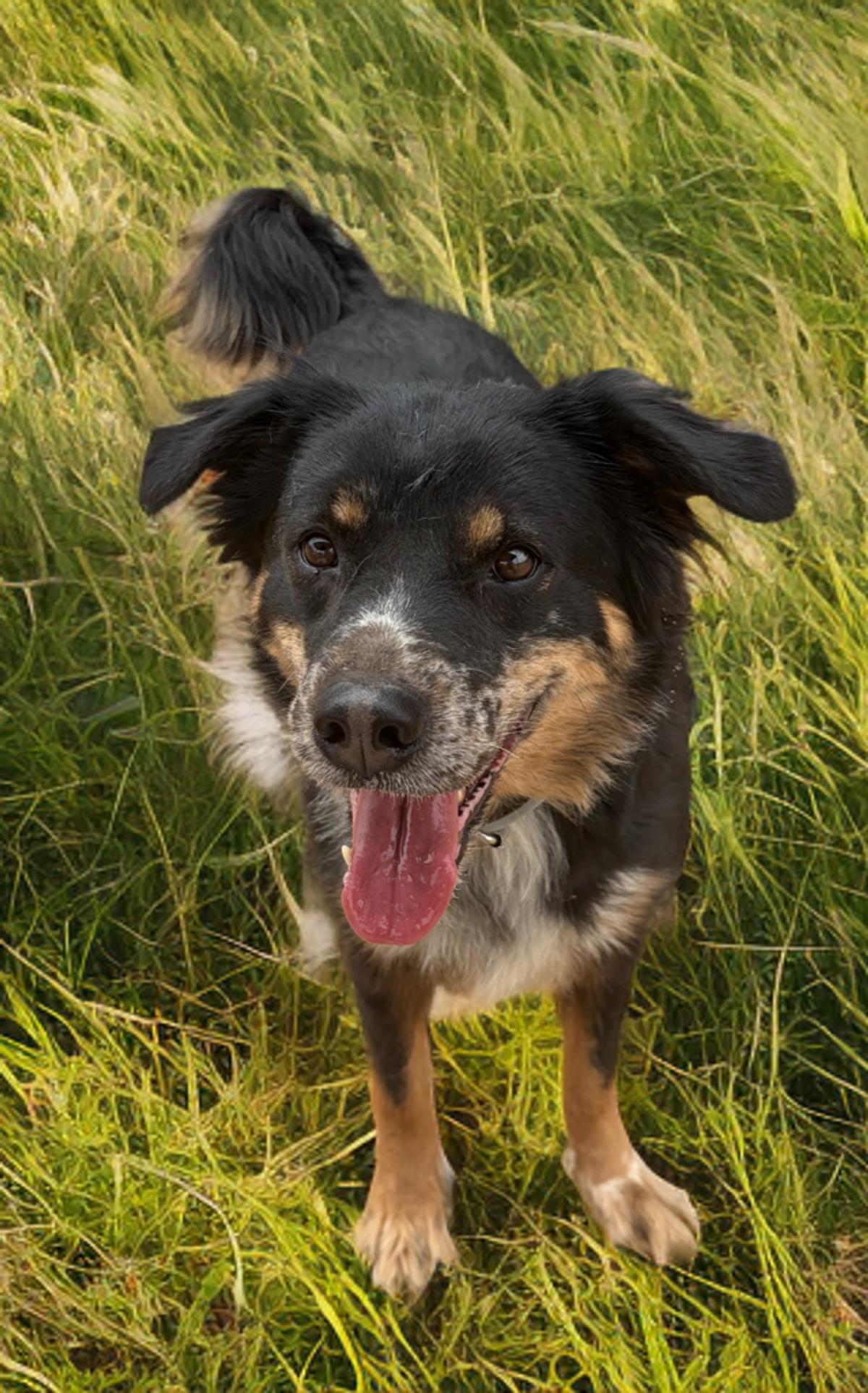 Enlarge Leo, a Adoptable mixed breed in Kingman, AZ image 3/3
