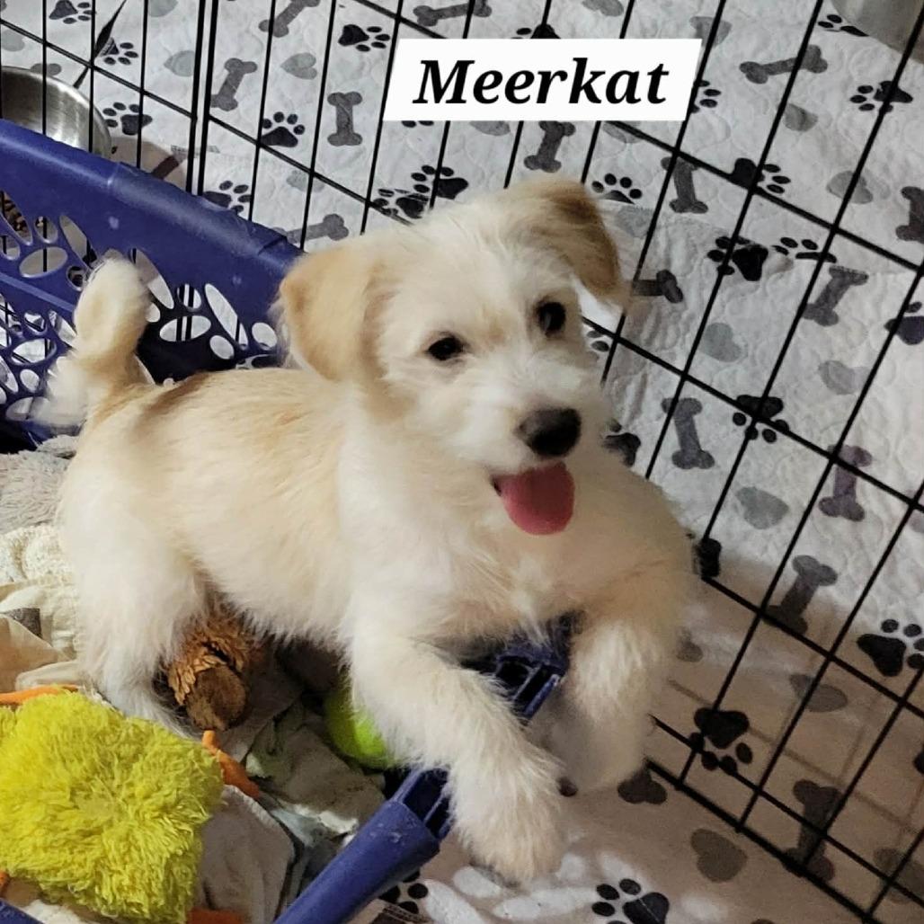 Meerkat, a Adoptable Terrier in Loves Park, IL image 1/3