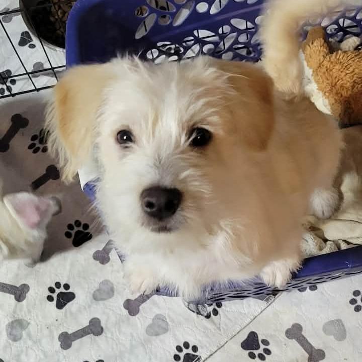 Meerkat, a Adoptable Terrier in Loves Park, IL image 2/3