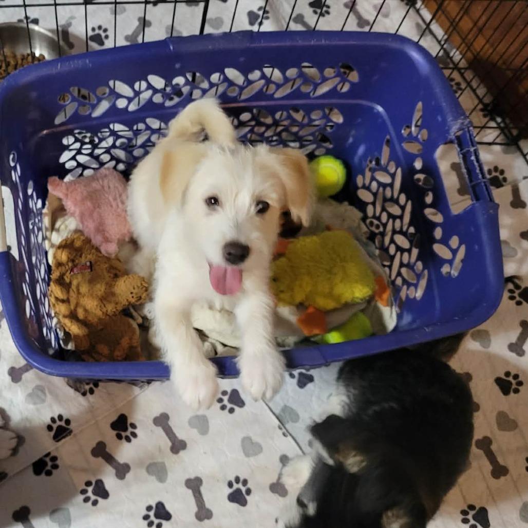 Meerkat, a Adoptable Terrier in Loves Park, IL image 3/3