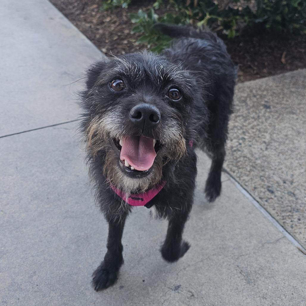 Austin, Adoptable, Adult Male Terrier & Norwich Terrier.