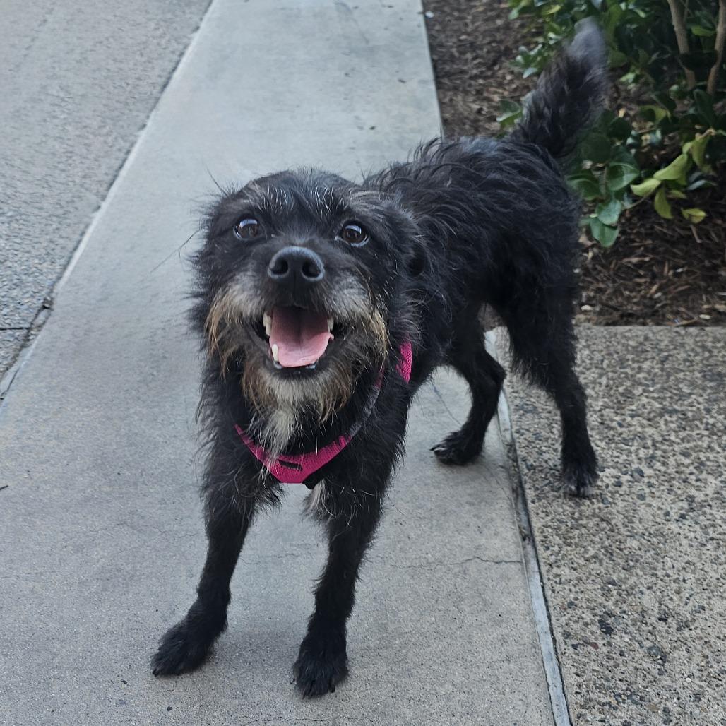 Austin, a Adoptable mixed breed in Apple Valley, CA image 2/2