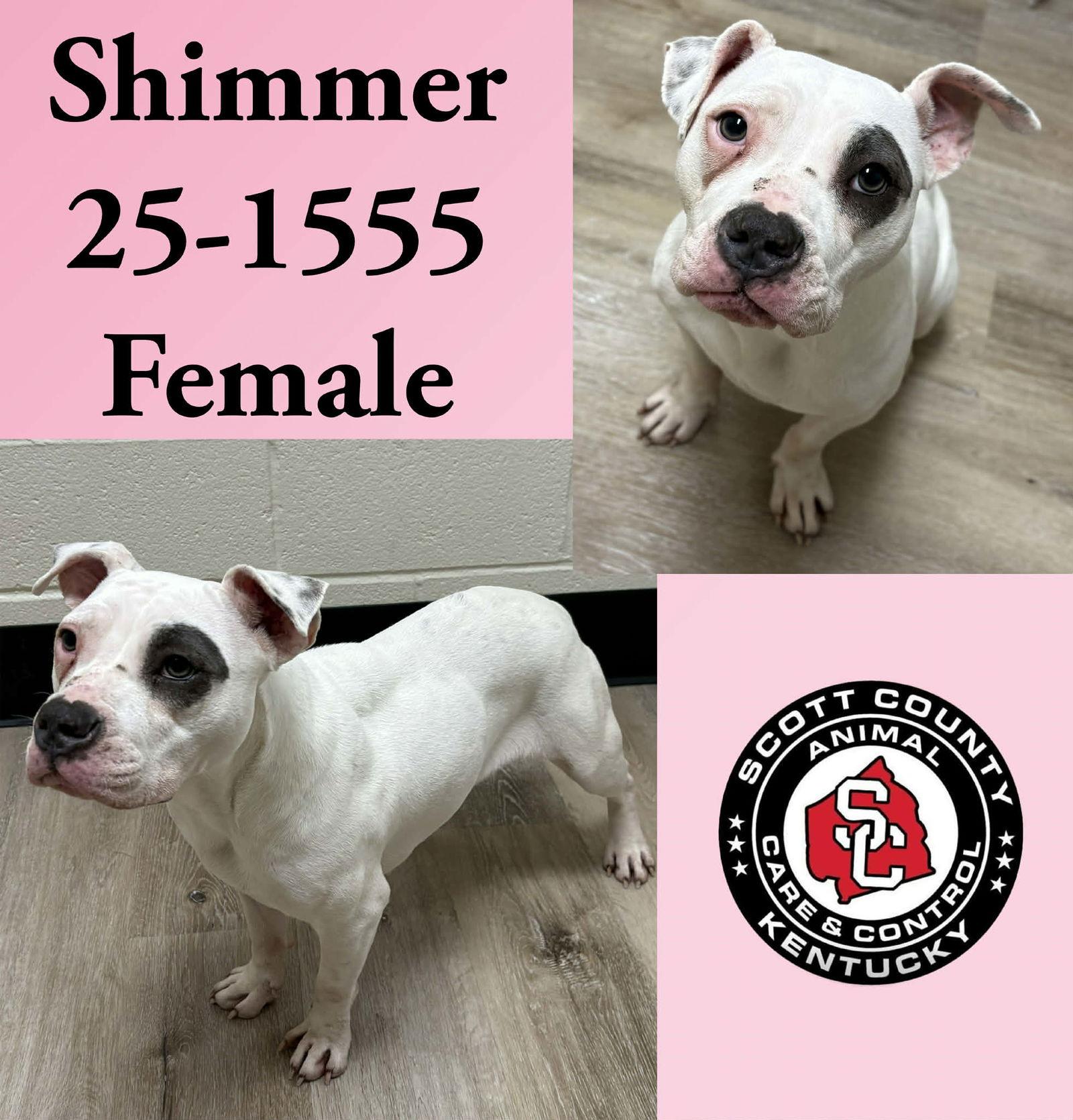 Shimmer, Adoptable, Young Female Pit Bull Terrier.