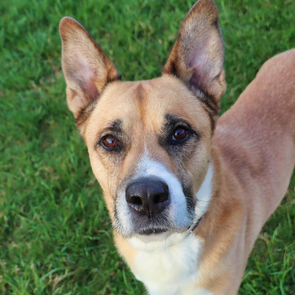 Kobi, Adoptable, Adult Male Mixed Breed.