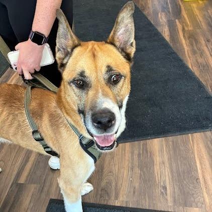 Kobi, a Adoptable Mixed Breed in Jeffersonville, IN image 2/5