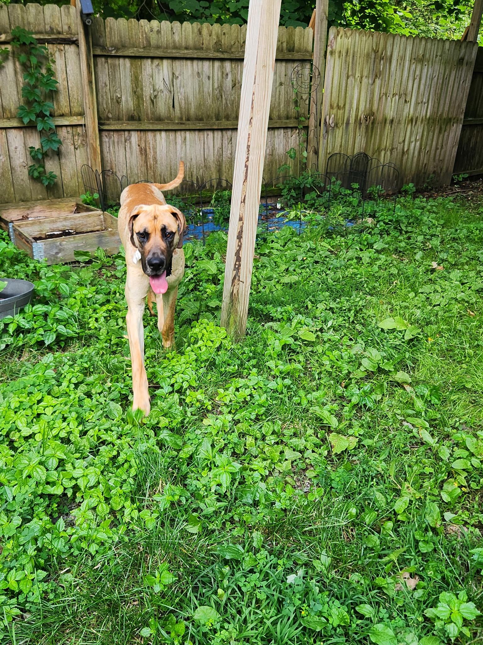 River, Adoptable, Adult Male Great Dane.